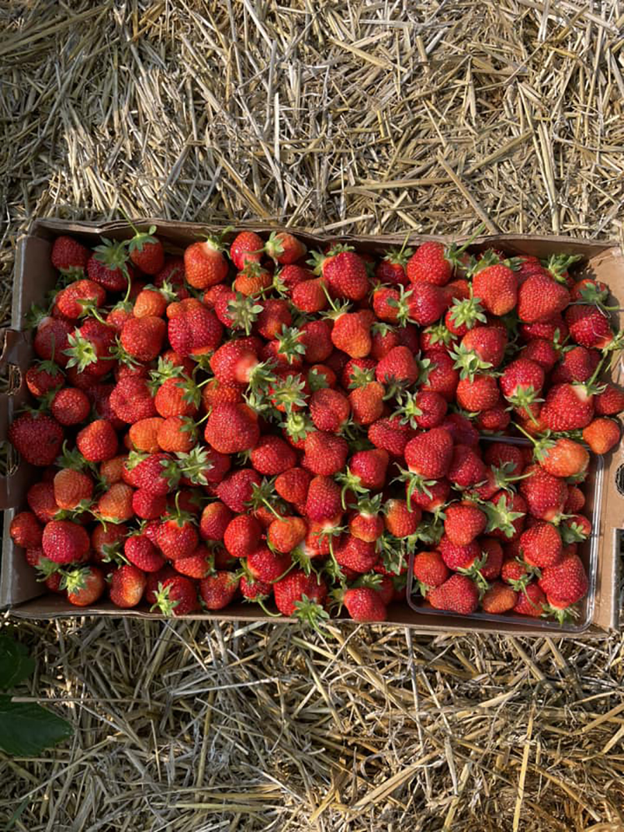 strawberries in a large box on top of straw