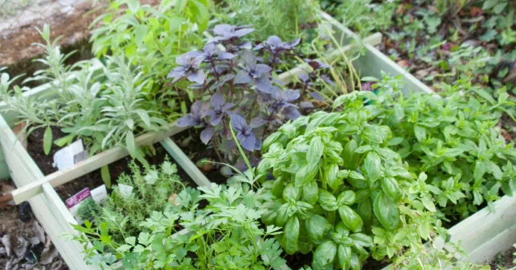 cooking with herbs class