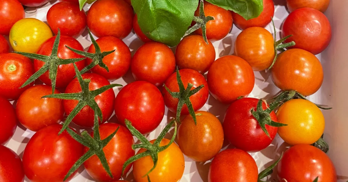 a pile of fresh tomatoes